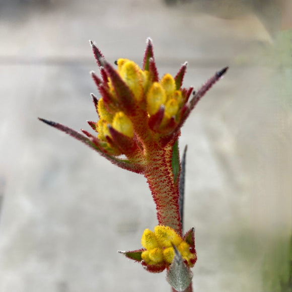Anigozanthos 'Yellow Gem' - 2 gallon plant