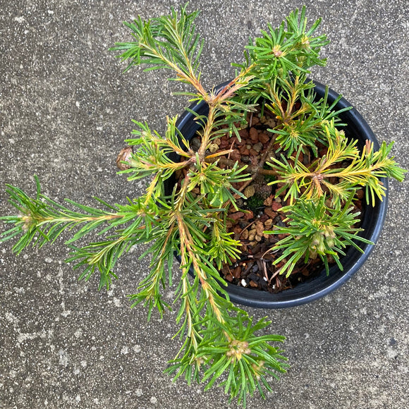 Banksia spinulosa (prostrate form) - 1 gallon plant