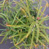 Banksia dryandroides - 5 gallon plant
