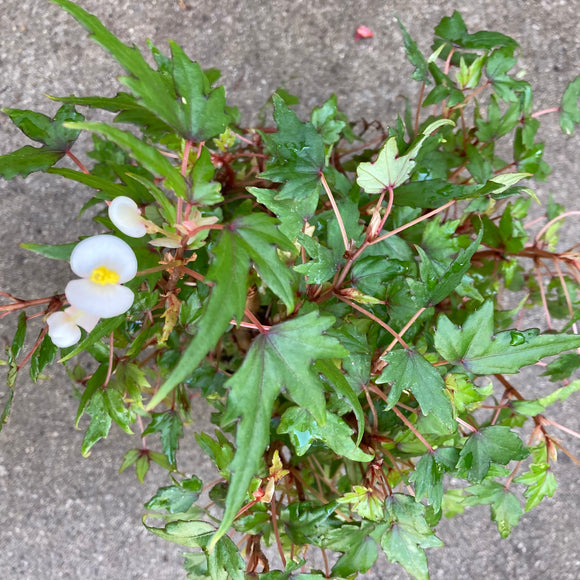 Begonia dregei - 6 inch plant