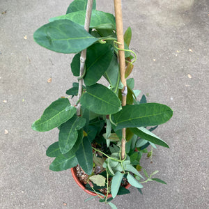 Berberidopsis corallina - 2 gallon plant