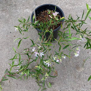 Billardiera sericophora - 1 gallon plant