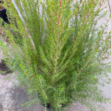 Boronia clavata 'Heather Wand' - 5 gallon plant