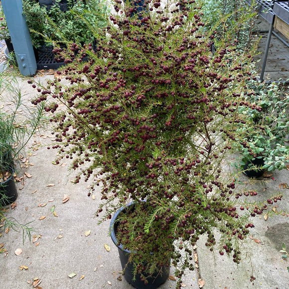 Boronia megastigma - 5 gallon plant