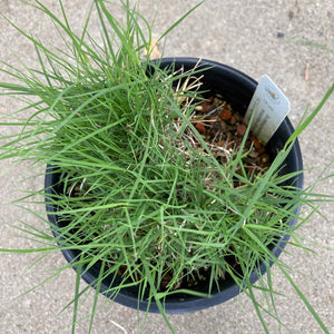 Bouteloua gracilis 'Angel Eyelash' - 1 gallon plant