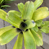Bromeliad sp. - 1 gallon plant