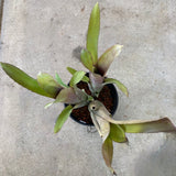 Bromeliad sp. - 1 gallon plant