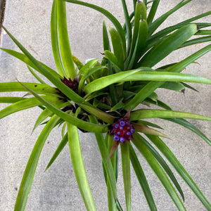 Bromeliad sp. - 4 inch plant