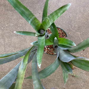 Bromeliad: Billbergia - 8 inch plant