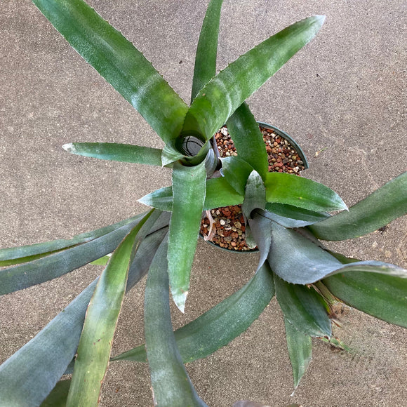 Bromeliad: Billbergia - 8 inch plant