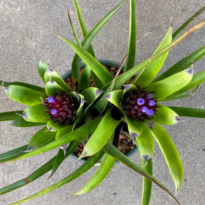 Bromeliad sp. - 6 inch plant