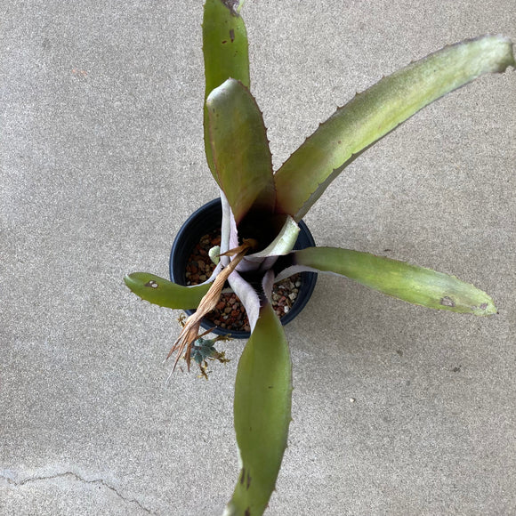 Bromeliad sp. - 2 gallon plant