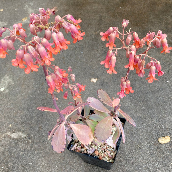 Bryophyllum fedtschenkoi - 1 gallon plant