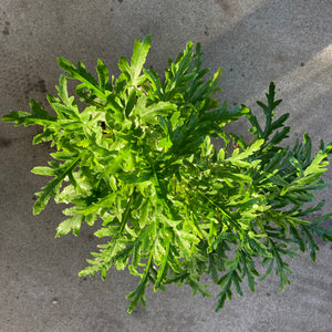 Cheirolophus junonianus - 1 gallon plant