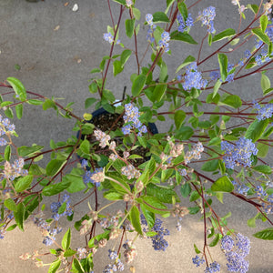 Ceanothus x delilianthus 'Gloire de Versailles' - 5 gallon plant