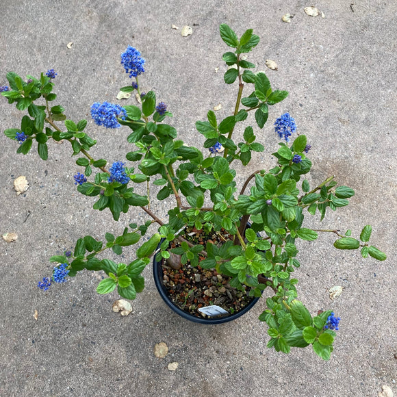 Ceanothus 'Ray Hartman' - 5 gallon plant