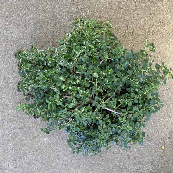 Ceanothus 'Taylor's Blue' - 2 gallon plant