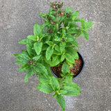 Calceolaria integrifolia 'Kentish Hero' - 1 gallon plant