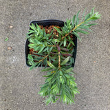 Callistemon viminalis 'Little John' - 1 gallon plant