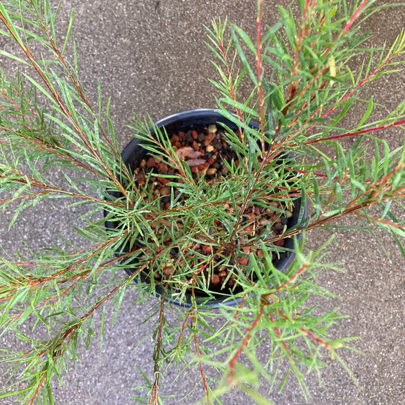 Callistemon subulatus 'Packers Selection'