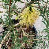 Calothamnus quadrifidus (yellow flower) - 1 gallon plant