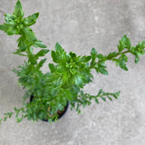 Cantua buxifolia - 1 gallon plant