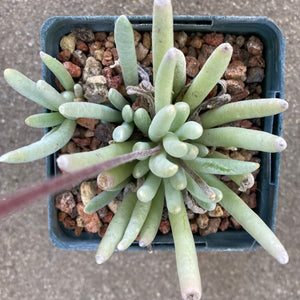 Caputia scaposus - 4 inch plant