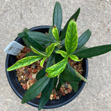 Carpenteria californica 'Elizabeth'- 5 gallon plant