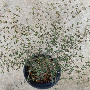Coprosma cheesemanii - 1 gallon plant