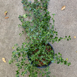 Ceanothus 'Taylor's Blue' - 1 gallon plant