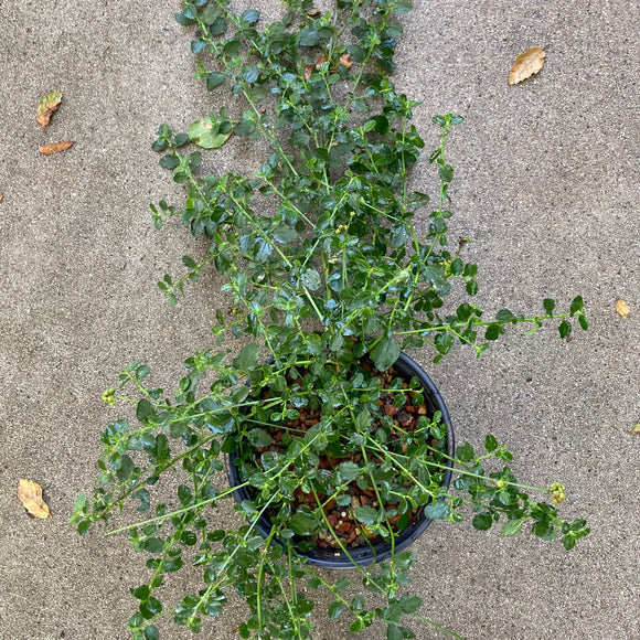 Ceanothus 'Taylor's Blue' - 1 gallon plant