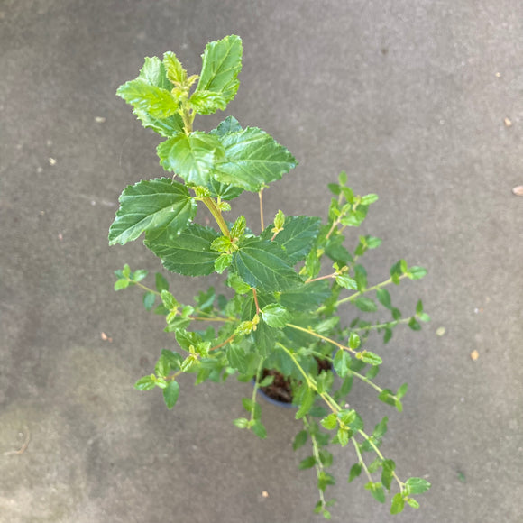 Ceanothus incanus - 1 gallon plant