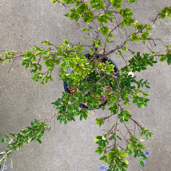 Ceanothus sp. - 5 gallon plant