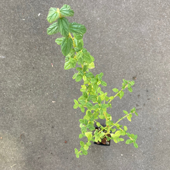 Ceanothus thyrsiflorus - 4 inch plant