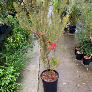 Calothamnus gilesii - 5 gallon plant