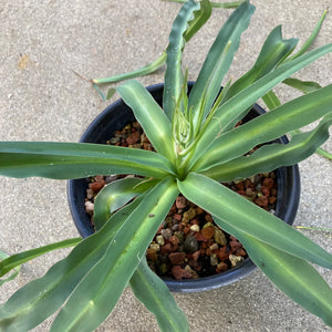 Chlorogalum pomeridianum - 1 gallon plant