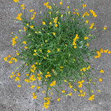 Chrysocephalum apiculatum 'Mini Golden Buttons' - 1 gallon plant