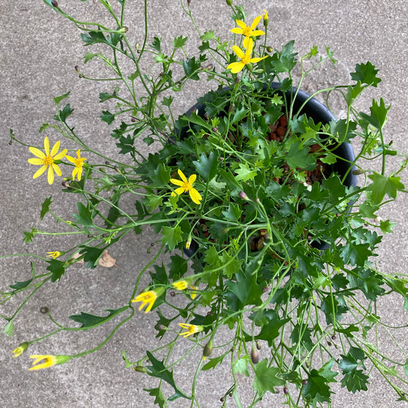Cineraria saxifraga - 1 gallon plant