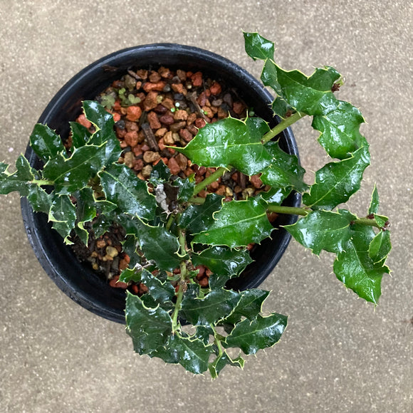 Unique Additional Plants – Norrie's Gift and Garden Shop at the UC