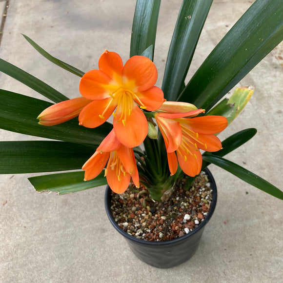 Clivia miniata (orange flower) - 2 gallon plant