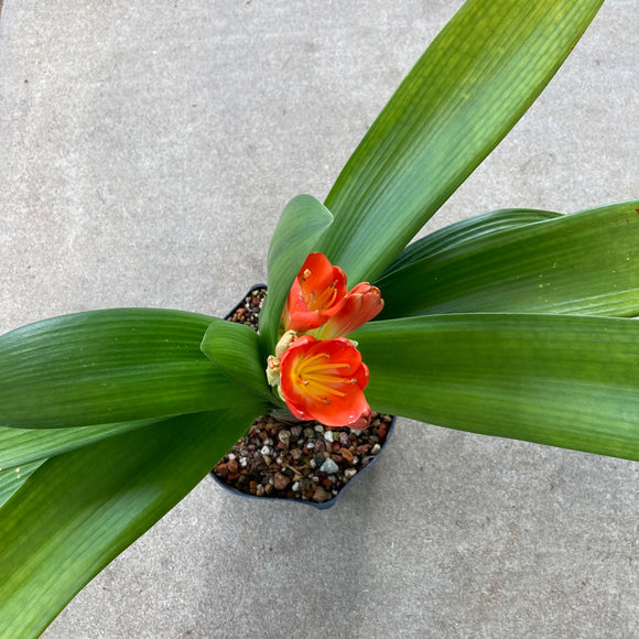 Clivia miniata (orange flower) - 1 gallon plant