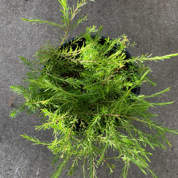 Coleonema pulchellum 'Sunset Gold' - 1 gallon plant