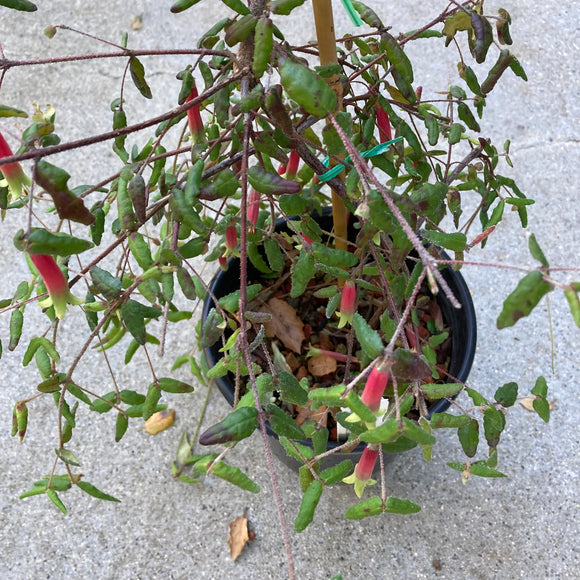 Correa reflexa 'Anglesea' - 1 gallon plant