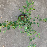 Correa pulchella 'Barbie' - 1 gallon plant