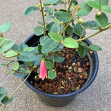 Correa pulchella 'Barbie' - 1 gallon plant