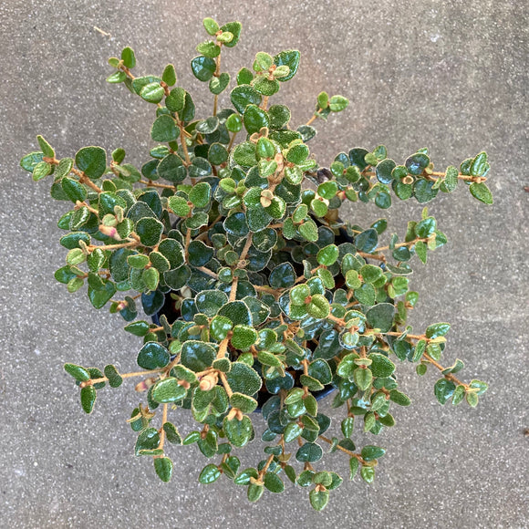 Correa reflexa var. coriacea - 1 gallon plant