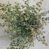 Correa aff. reflexa var. nummulariifolia 'Cape Nelson' - 1 gallon plant