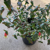 Correa sp. - 1 gallon plant