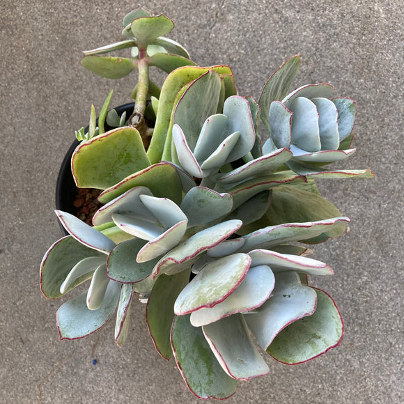 Cotyledon orbiculata - 1 gallon plant