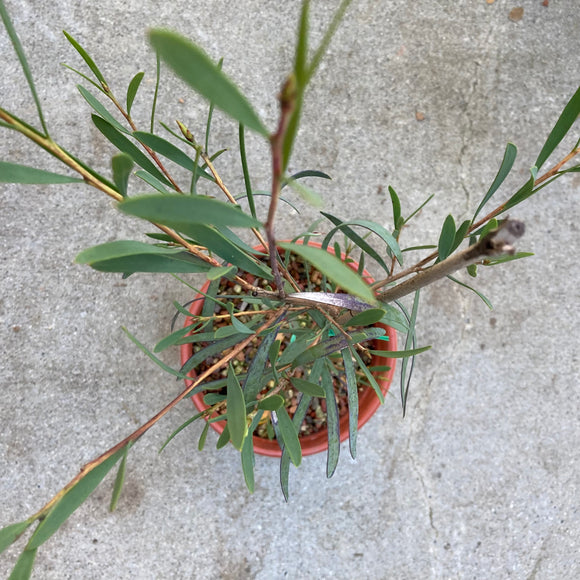 Callistemon phoeniceus (pink flower) - 2 gallon plant